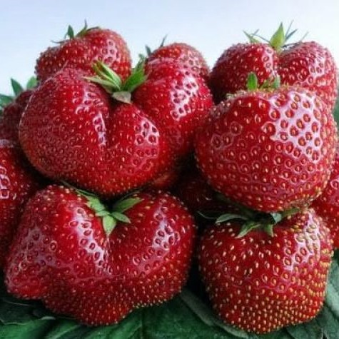 Земляника Викода